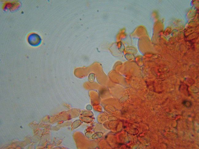 Crepidotus variabilis