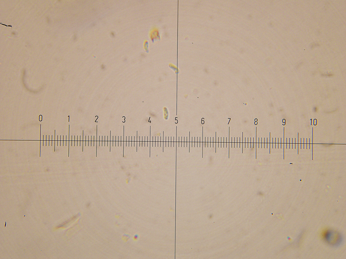 Sfida al microscopio!!