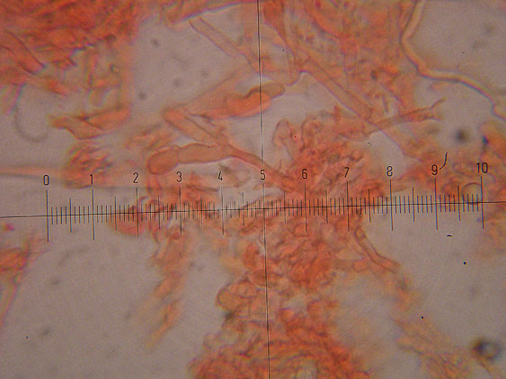 Corticioide - (Hyphodontia gossypina)