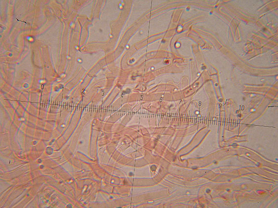 Corticioide da determinare - (Meruliopsis corium)