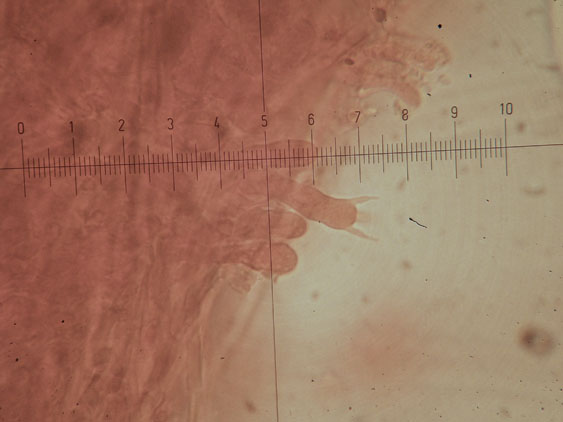 Da determinare (Datronia mollis)