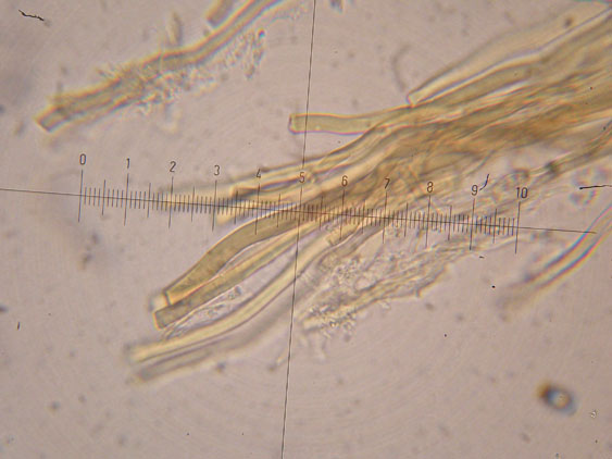 Datronia mollis?