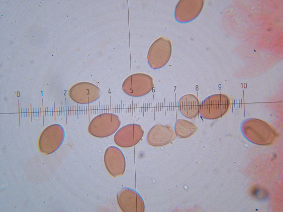 Conocybe pubescens?
