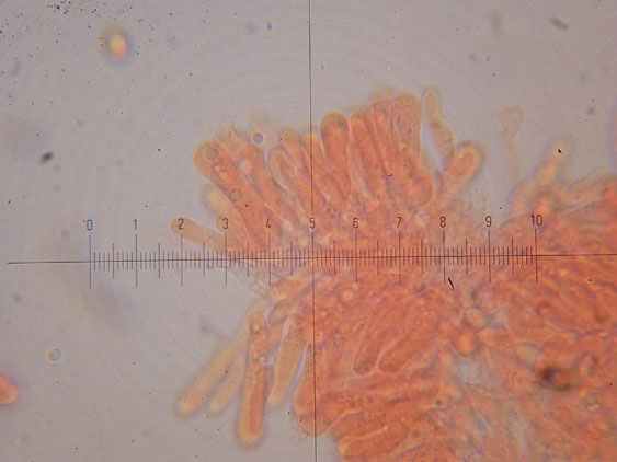 Tubaria hiemalis