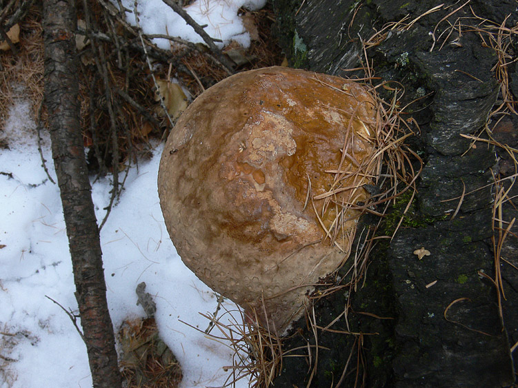 Neve e Aphyllophorales........