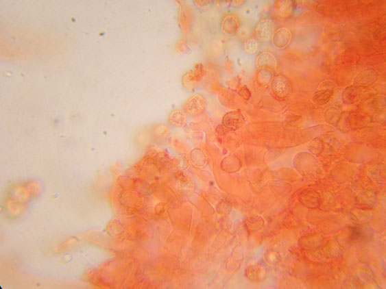 Crepidotus da determinare