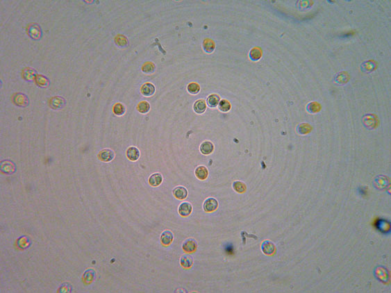 Steccherinum basibadium? (Steccherinum bourdotii)