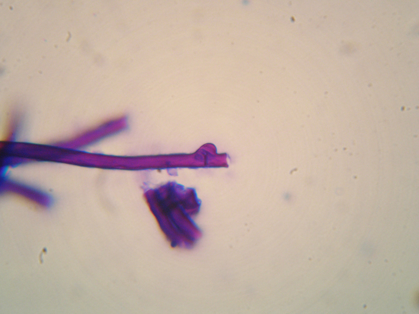 Sfida al microscopio!!