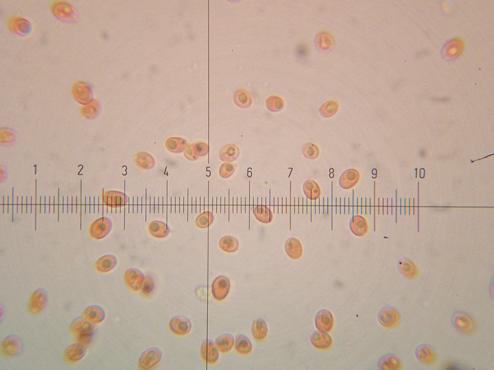 Inonotus da determinare - (Inonotus radiatus)