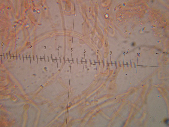 Oligoporus subcaesius? - (Tyromyces subcaesius)