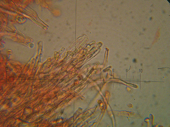 Corticioide - (Hyphodontia gossypina)