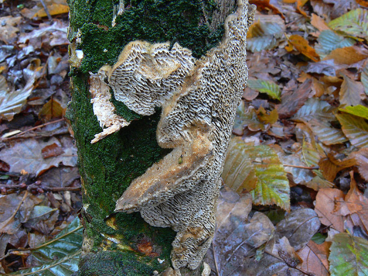 Datronia mollis?