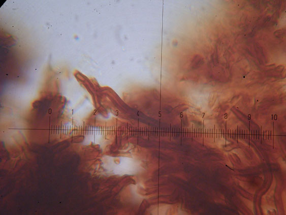 Phellinus punctatus