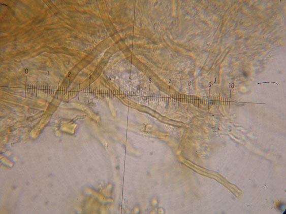 Datronia mollis?