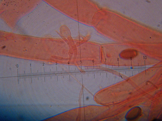 Conocybe pubescens?