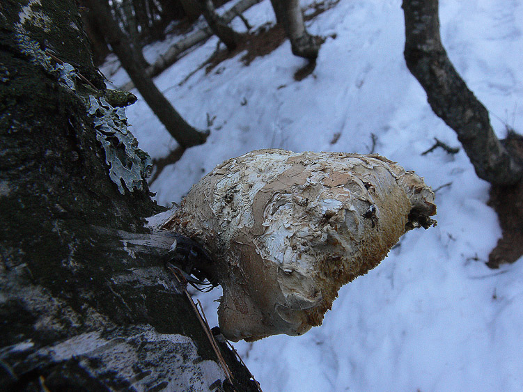 Neve e Aphyllophorales........