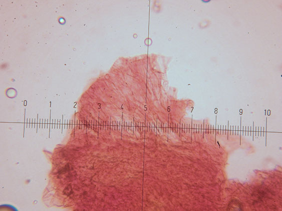 Melanoleuca da determinare