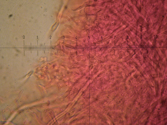 Polyporaceae da determinare (Datronia mollis)