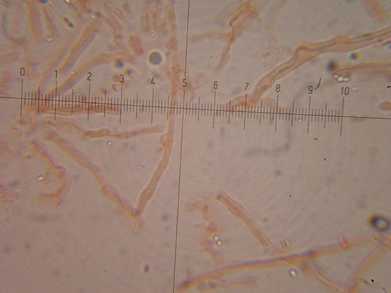 Oligoporus subcaesius? - (Tyromyces subcaesius)