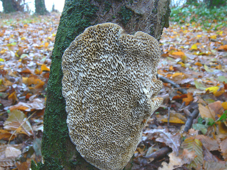 Datronia mollis?