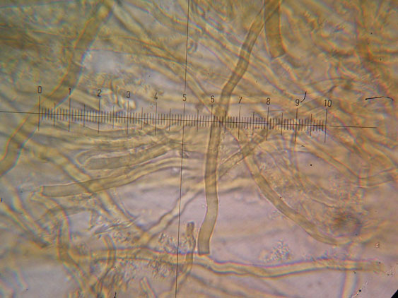Datronia mollis?