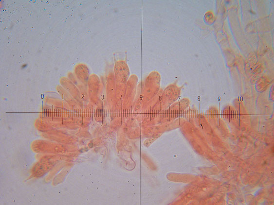 Tubaria hiemalis