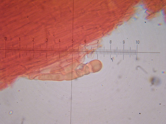 Melanoleuca da determinare