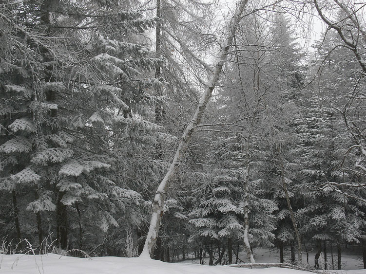 Neve e Aphyllophorales........