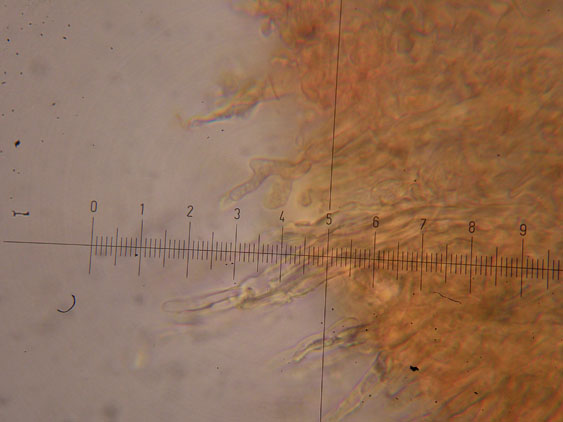 Corticioide - (Hyphodontia gossypina)