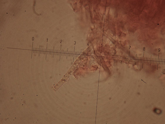 Da determinare (Datronia mollis)