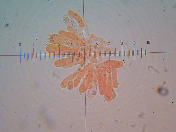 Tubaria hiemalis
