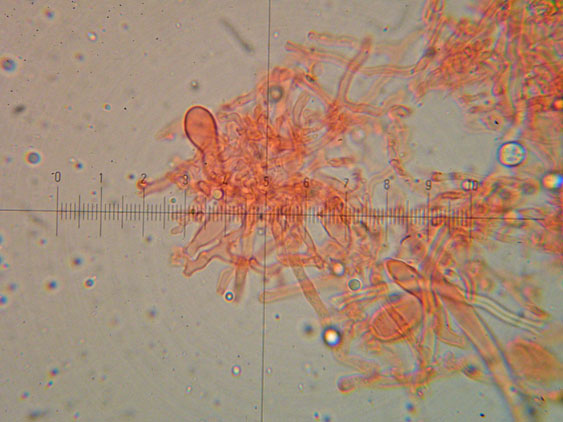 Polyporaceae da determinare (Datronia mollis)