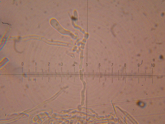 Da determinare (Datronia mollis)