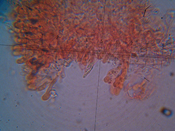 Ultimo corticioide del 2007 (Gloeocystidiellum porosum)