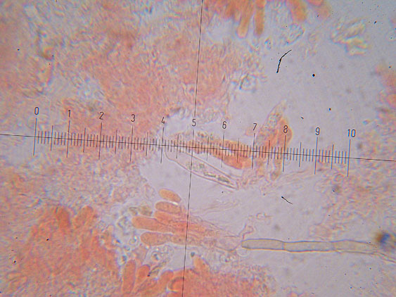 Ultimo corticioide del 2007 (Gloeocystidiellum porosum)