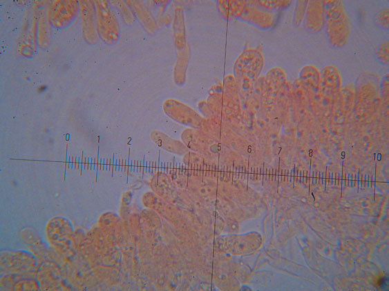 Tubaria hiemalis