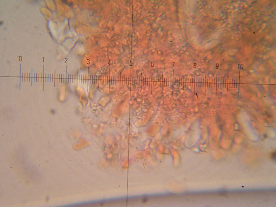 Hyphoderma setigerum (Fr.) Donk