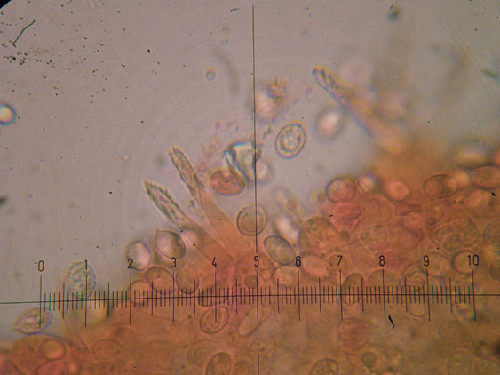 Melanoleuca da determinare