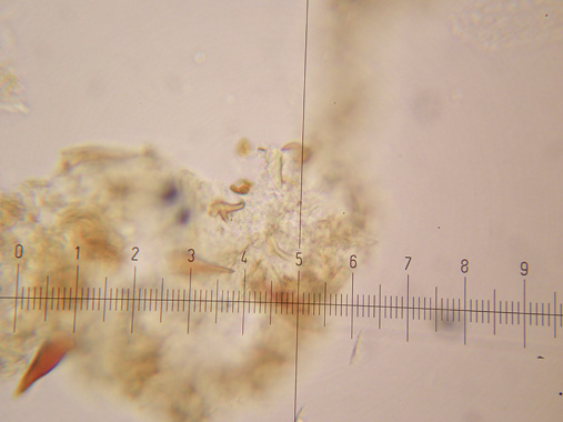 Inonotus da determinare - (Inonotus radiatus)