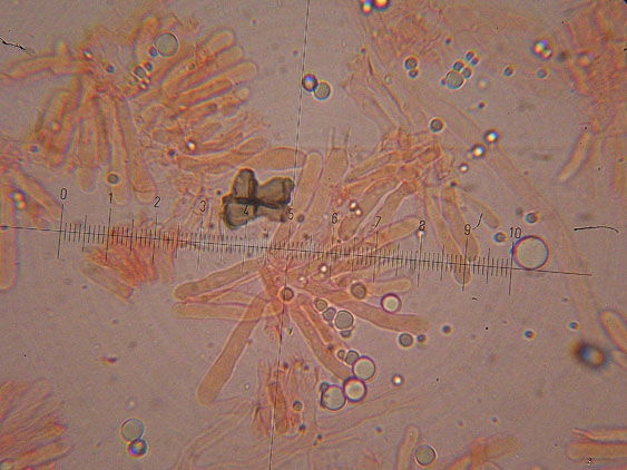 Corticioide da determinare - (Meruliopsis corium)
