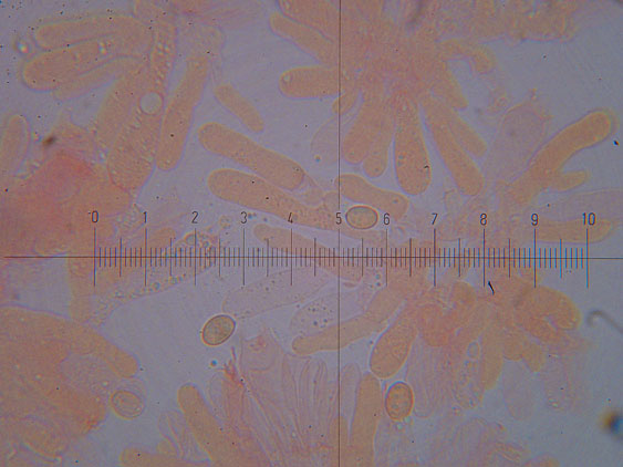 Tubaria hiemalis