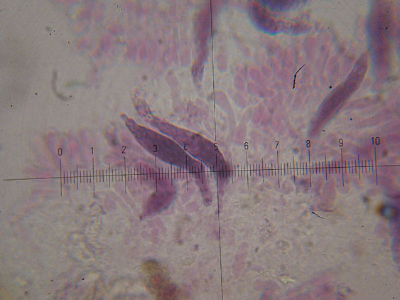 Ultimo corticioide del 2007 (Gloeocystidiellum porosum)