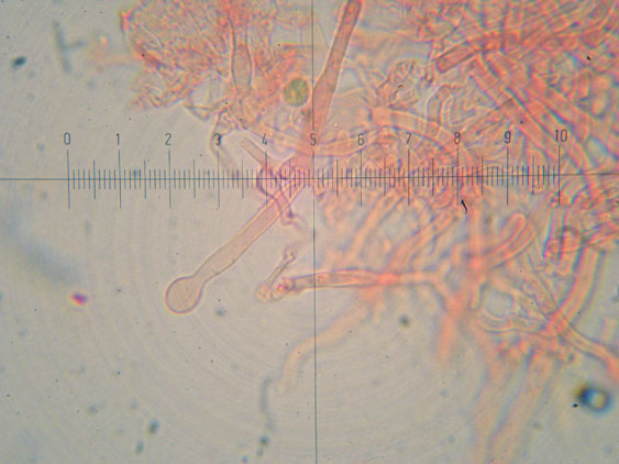 Schizopora flavipora (Berk. & M.A. Curtis ex Cooke) Ryvarden