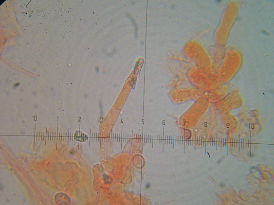 Melanoleuca da determinare