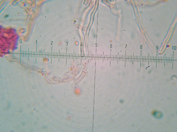Polyporaceae da determinare (Datronia mollis)