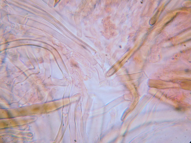 Aphyllophorales su edera. (Lopharia spadicea)