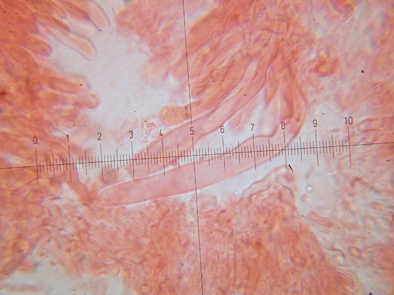 Da determinare (Phanerochaete leprosa)