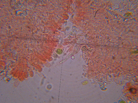Ultimo corticioide del 2007 (Gloeocystidiellum porosum)