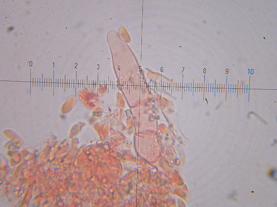 Hyphoderma setigerum (Fr.) Donk