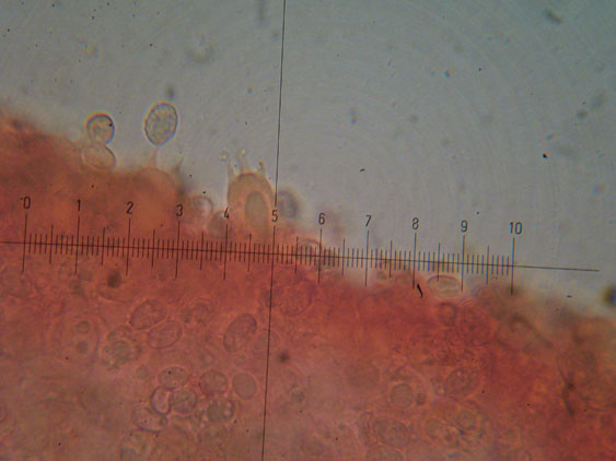 Melanoleuca da determinare